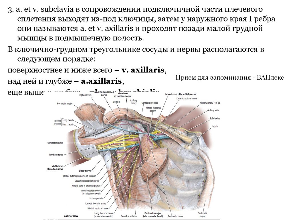 Подмышечная полость. Топографическая анатомия верхней конечности презентация. Грудные треугольники топографическая анатомия. Сосудисто нервный пучок подмышечной области. Ключично грудной треугольник.