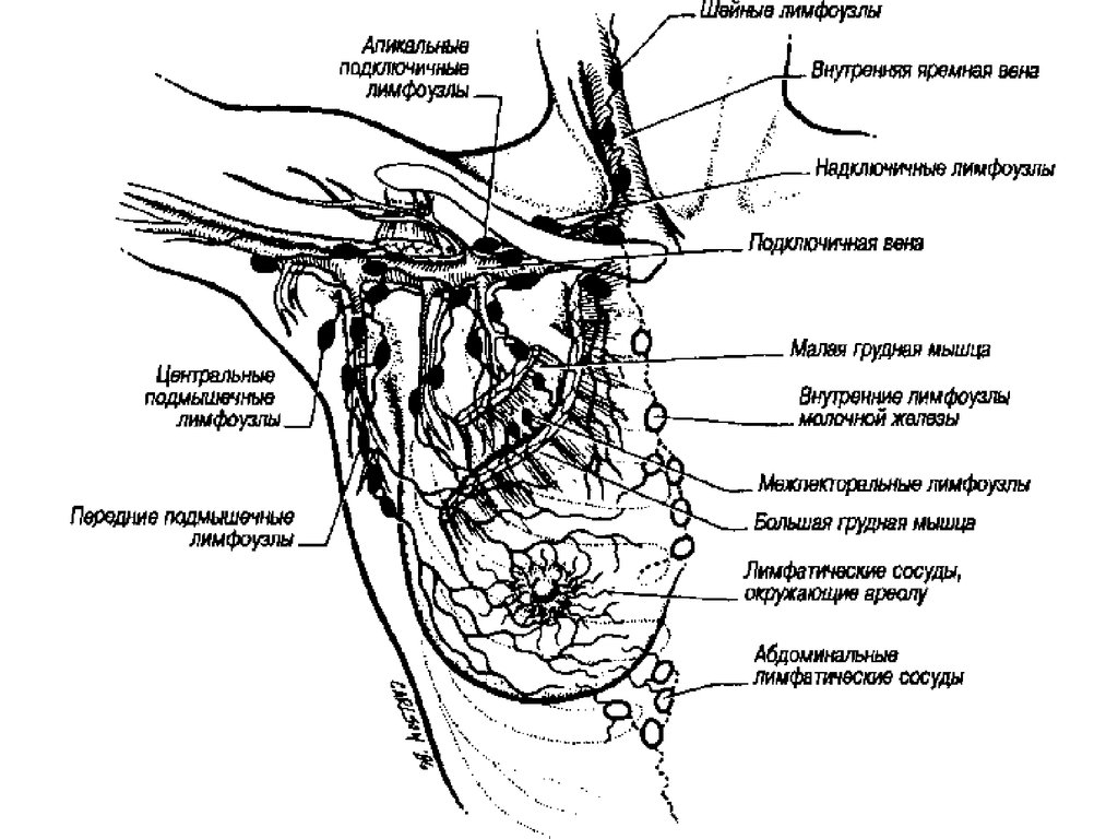 Лимфатические узлы груди. Лимфоотток молочной железы топографическая анатомия. Лимфатическая система молочной железы топографическая анатомия. Строение молочной железы топографическая анатомия. Лимфатические узлы подмышечной впадины топографическая анатомия.