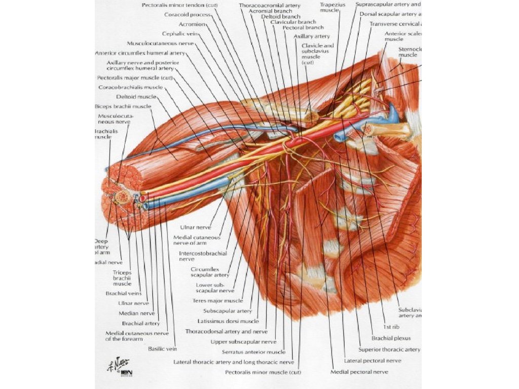 Подмышечная артерия анатомия схема