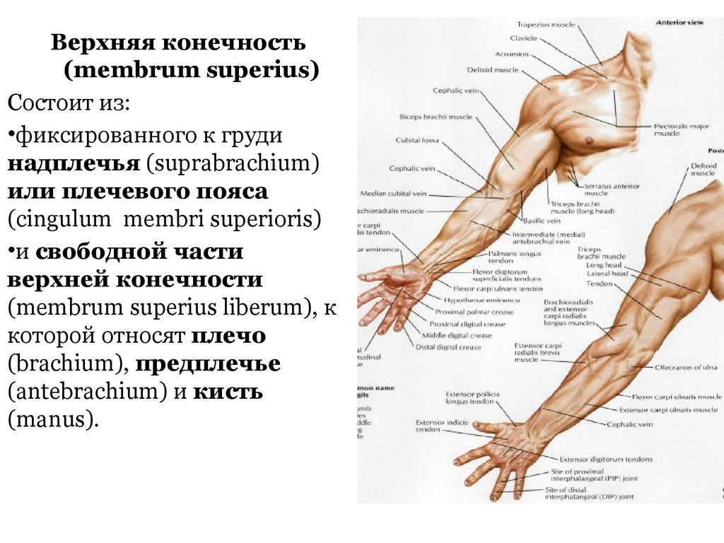 Где находится запястье руки у человека фото. Топографическая анатомия верхней конечности. Части тела предплечье надплечье. Плечо предплечье кисть анатомия. Предплечье рука анатомия строение.