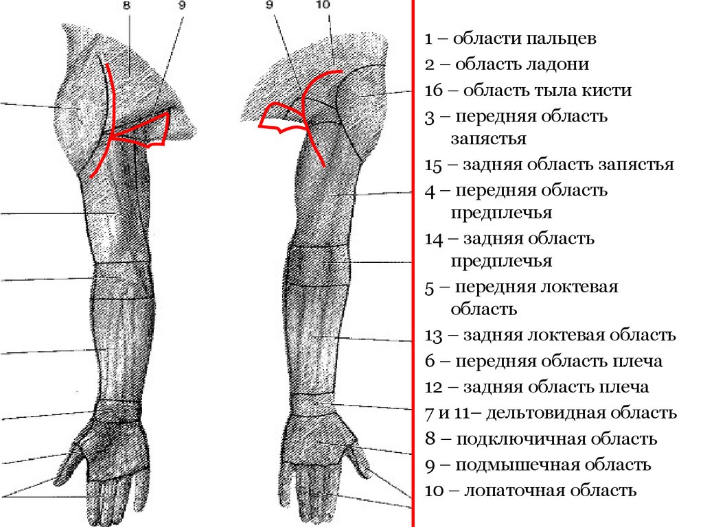 Операции верхних конечностей. Топографическая анатомия верхней конечности. Границы плеча топографическая анатомия. Передняя область плеча границы. Топография области предплечья.