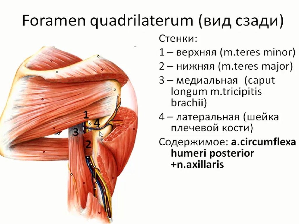 Подмышечная область анатомия