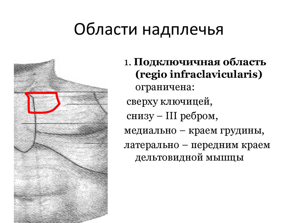 Надплечье. Надплечье топографическая анатомия области. Наружные ориентиры надплечья топографическая анатомия. Топографическая анатомия надплечья подключичная область. Подключичная ямка топографическая анатомия.