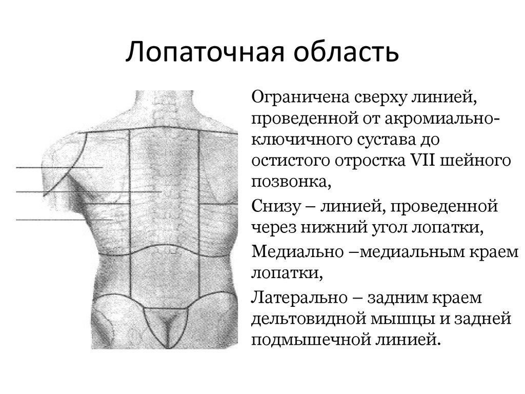 Лопаточная область анатомия. Топография лопаточной области. Границы лопаточной области. Лопаточная область топографическая анатомия. Топлграфия лопаточной област.