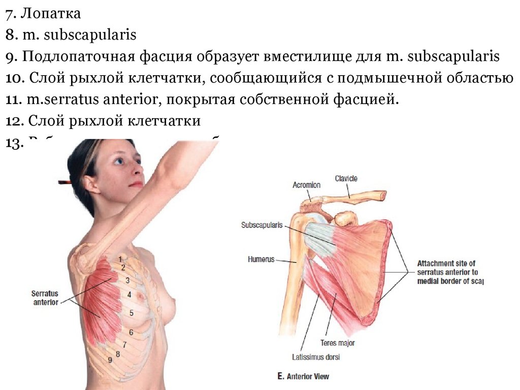 Подмышечная область