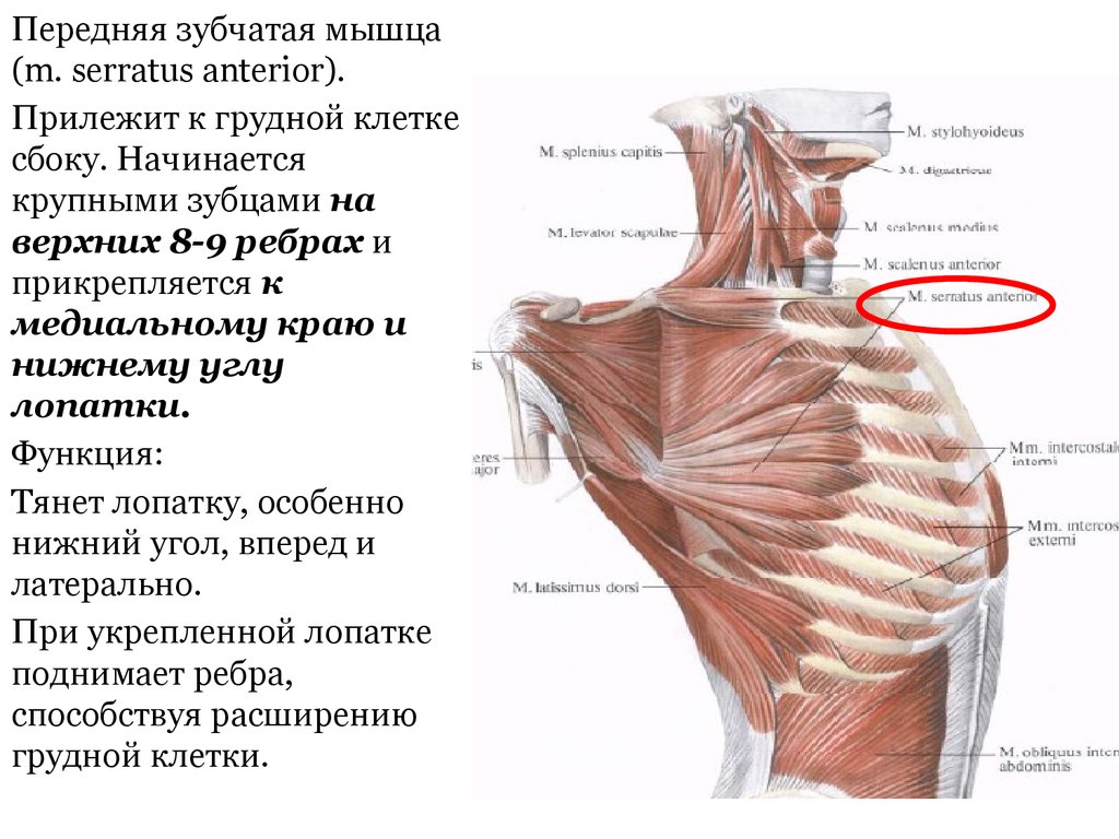 Задняя зубчатая мышца спины