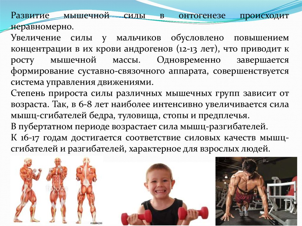 Откат в развитии ребенка. Развитие мышц. Развитие мышечной силы. Развитие мышк. Формирование мышечной системы у детей.