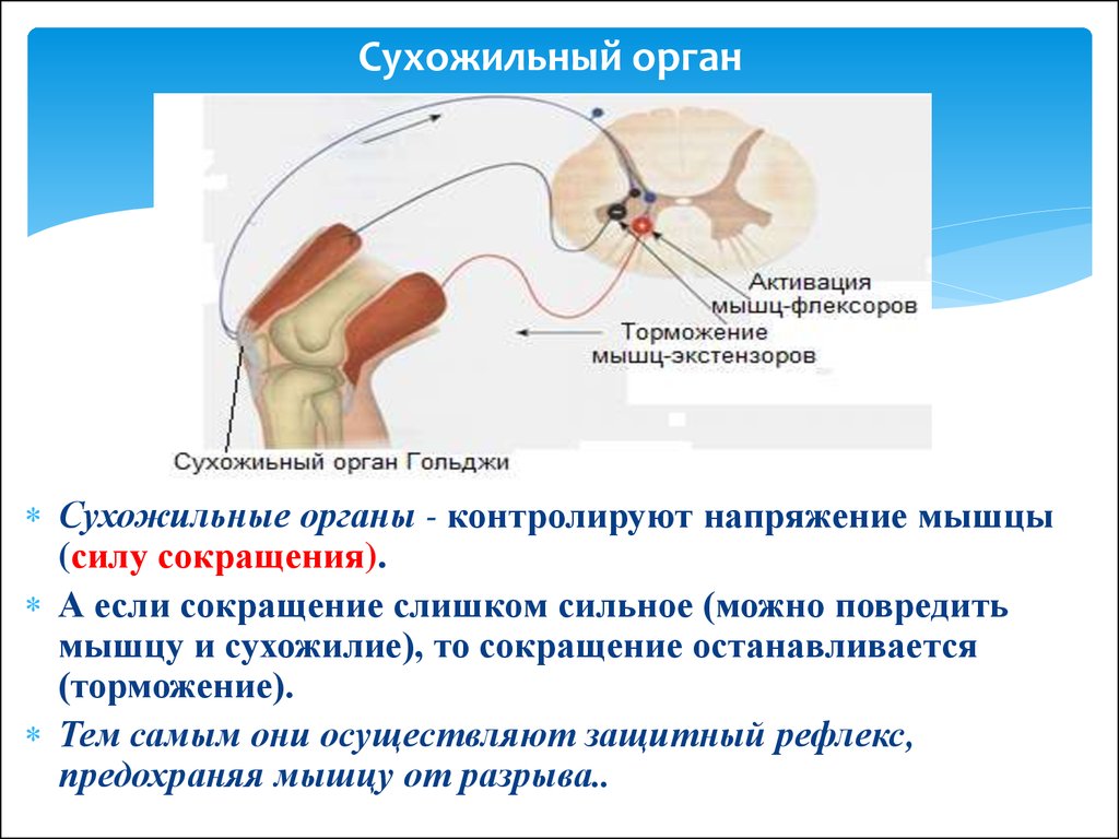 Схема сухожильного рефлекса