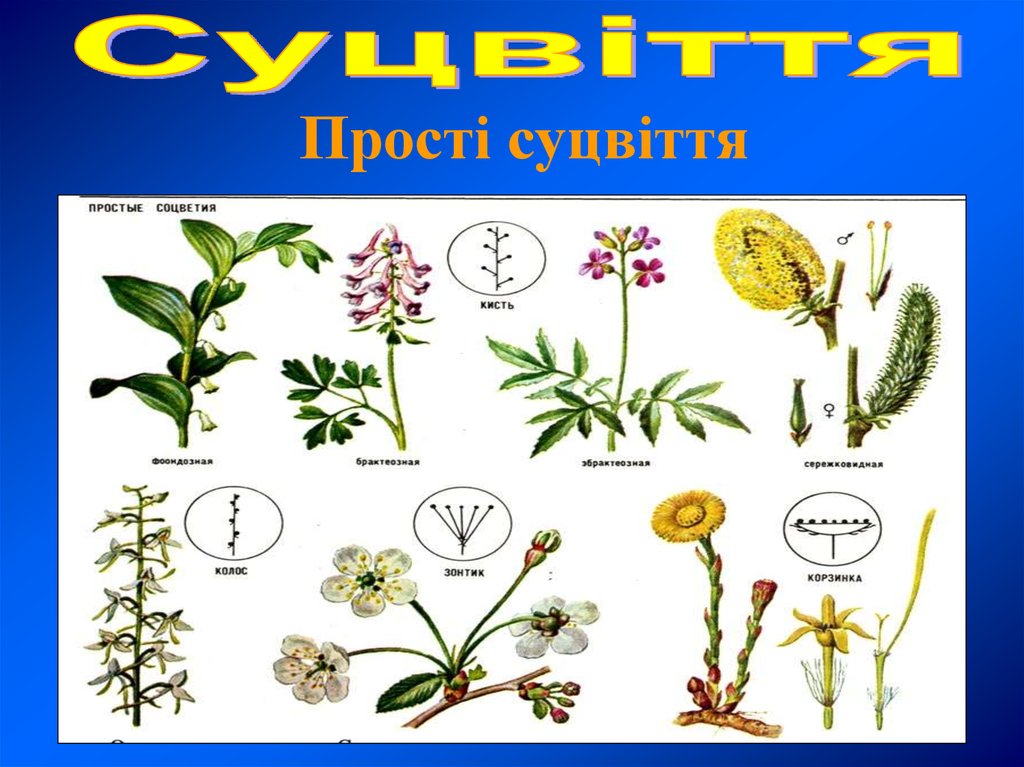 Определить растение. Фрондозные соцветия. Брактеозные соцветия. Фрондозные брактеозные Эбрактеозные. Эбрактеозное соцветие это.