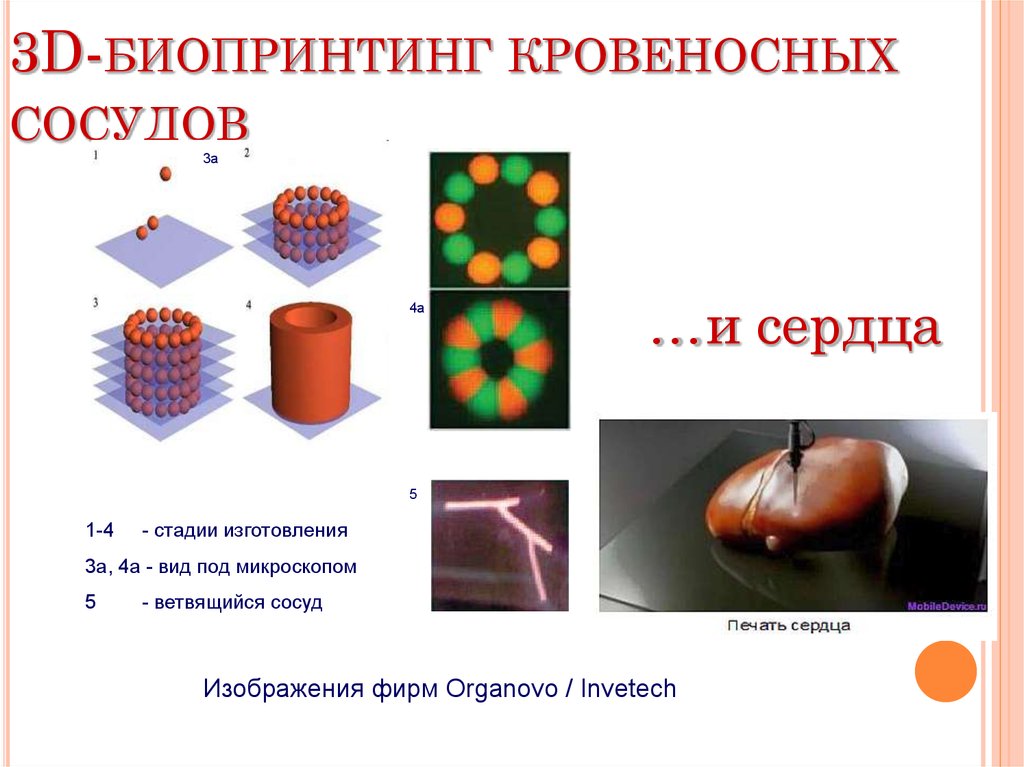 Пересадка клеточных ядер