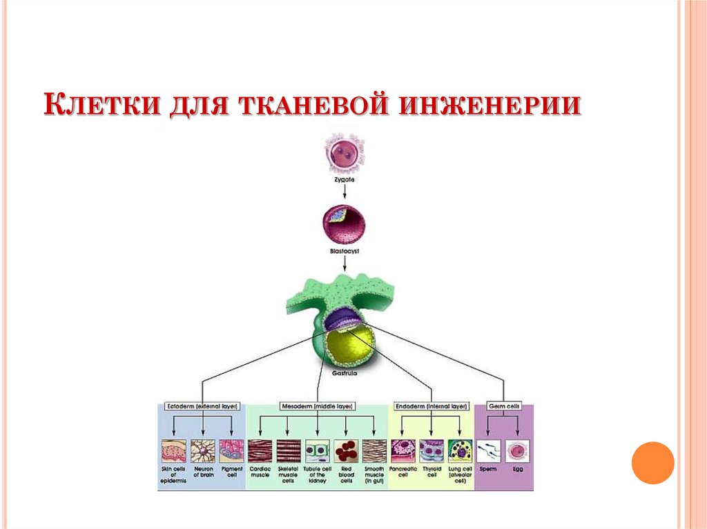 Пересадка клеточных ядер