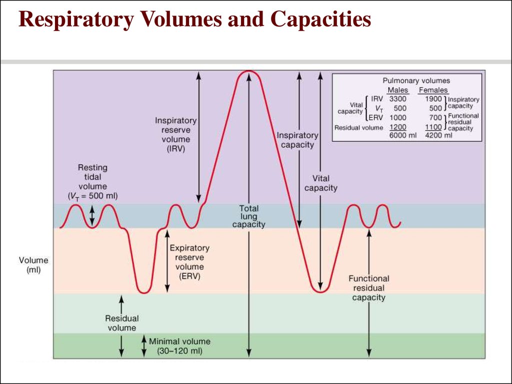 Respiratory Volumes and Capacities