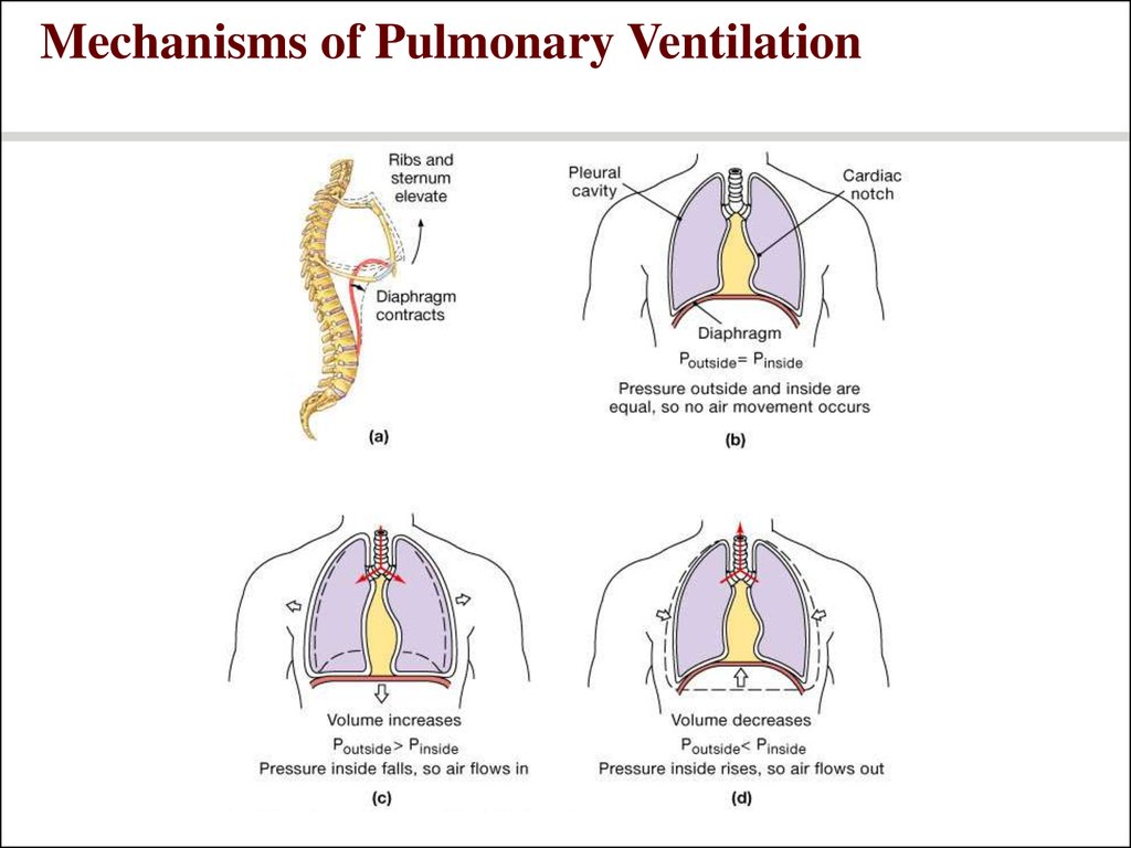 breathing zone lungs