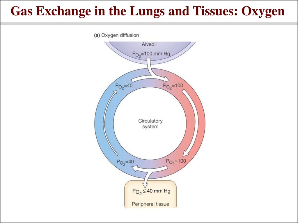 Gas Exchange in the Lungs and Tissues: Oxygen
