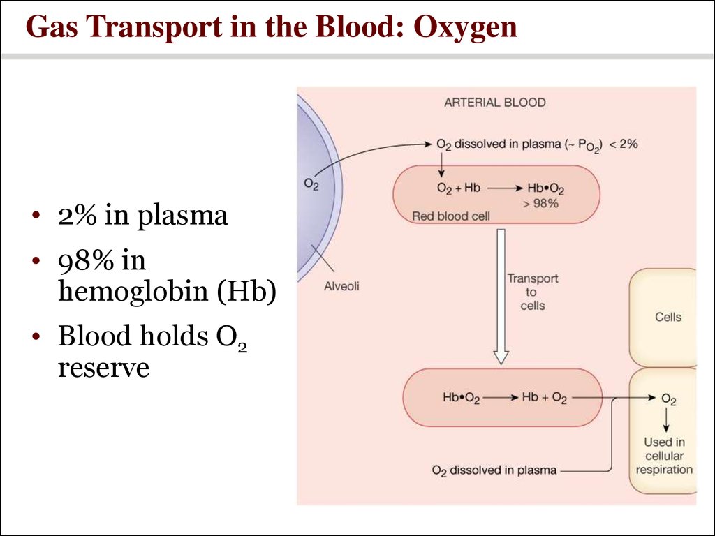 Gas Transport in the Blood: Oxygen