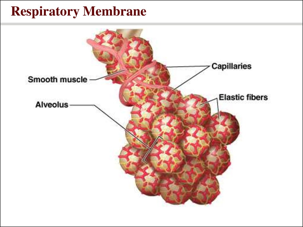 Respiratory system power point - презентация онлайн