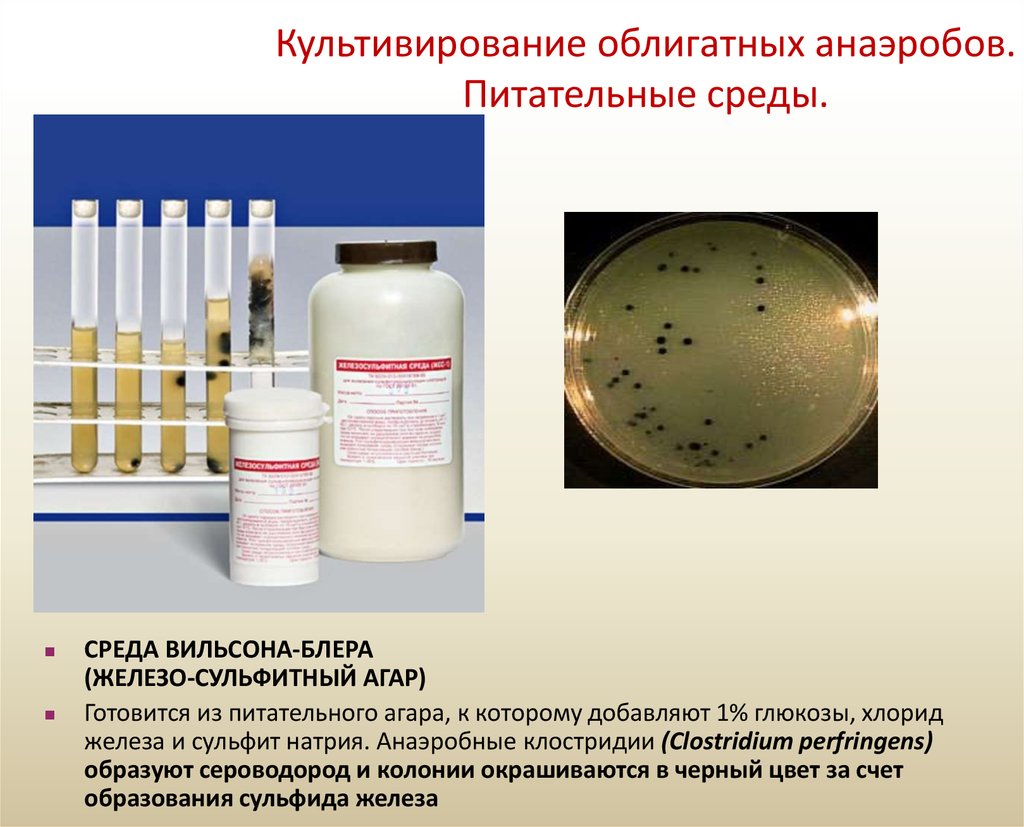 Питательные среды микробиология презентация