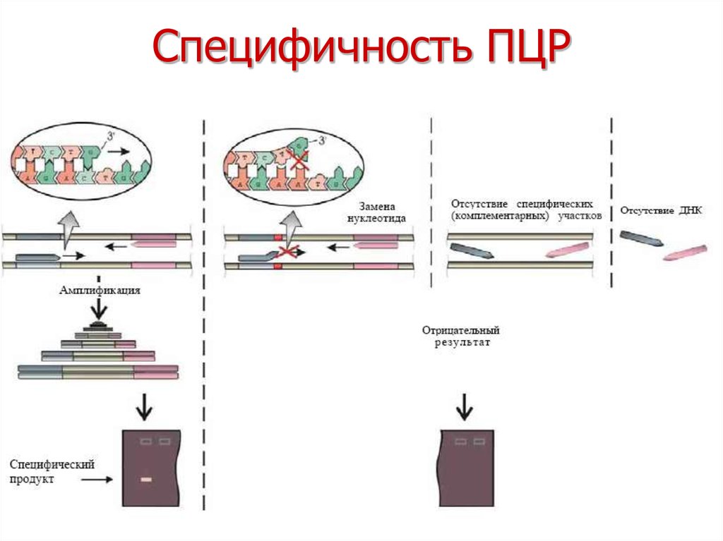 Фермент пцр. . Полимеразная цепная реакция (ПЦР). Этапы. Метод ПЦР схема. Специфичность ПЦР. Специфичность ПЦР обеспечивают.