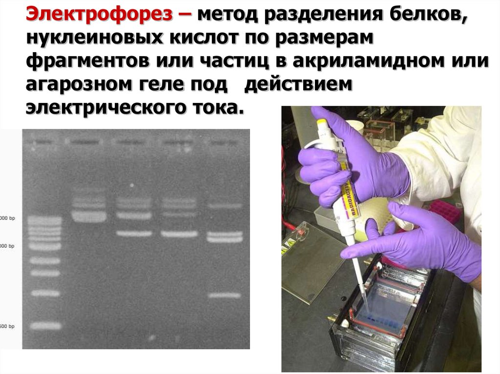 Методика электрофореза. Электрофорез белков принцип метода. Разделение белков методом гель-электрофореза. Агарозный гель-электрофорез методика. Методы разделения белков биохимия электрофорез.