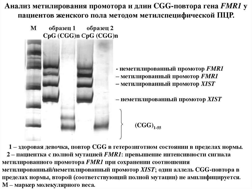 Анализирующие гены. Метилирование промотора Гена fmr1. Анализ метилирования. Анализ генов. Аллель специфическая ПЦР.