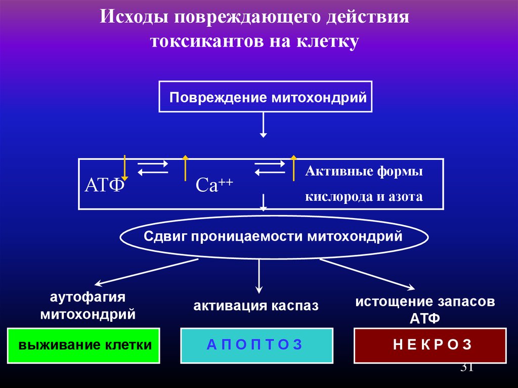 Путь действий. Исходы повреждения клетки. Исходы повреждения клетки патофизиология. Взаимодействие токсикантов. Виды токсикантов.