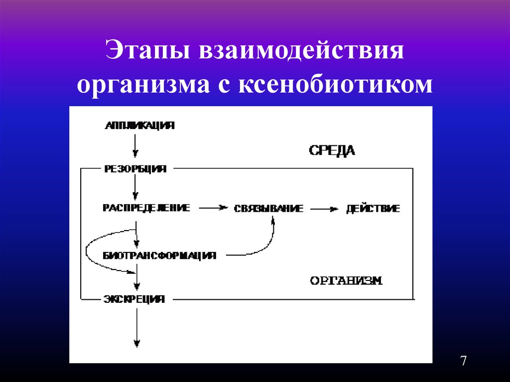 Этапы взаимодействия. Этапы взаимодействия организма с ксенобиотиком. Фазы взаимодействия. Общие закономерности распределения ксенобиотиков в организме.