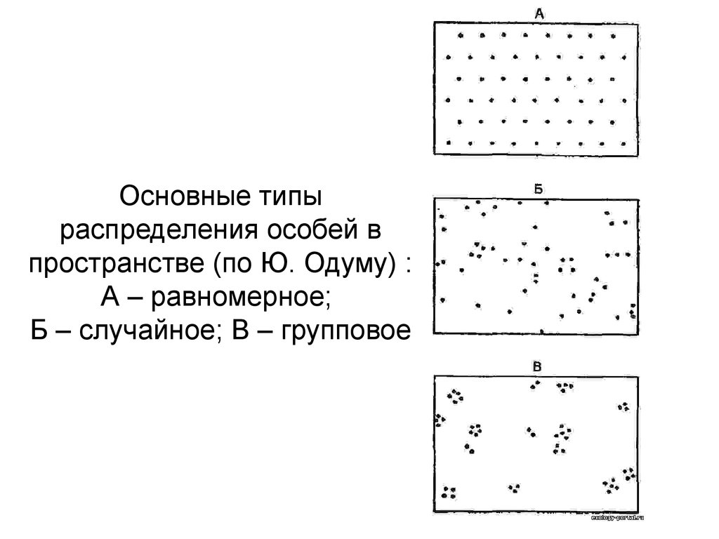 Основные типы распределения особей в пространстве (по Ю. Одуму) : А – равномерное; Б – случайное; В – групповое