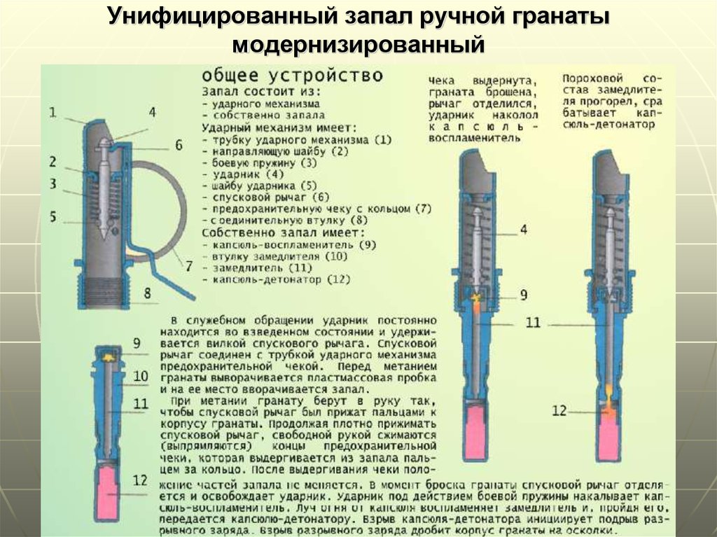 Запал гранаты. Устройство взрывателя гранаты ф1. Взрыватель гранаты ф1 характеристики. Запал гранаты ф1. Устройство УЗРГМ ф1.