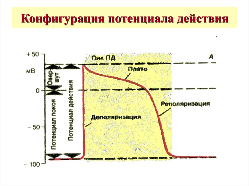 Роль потенциала действия