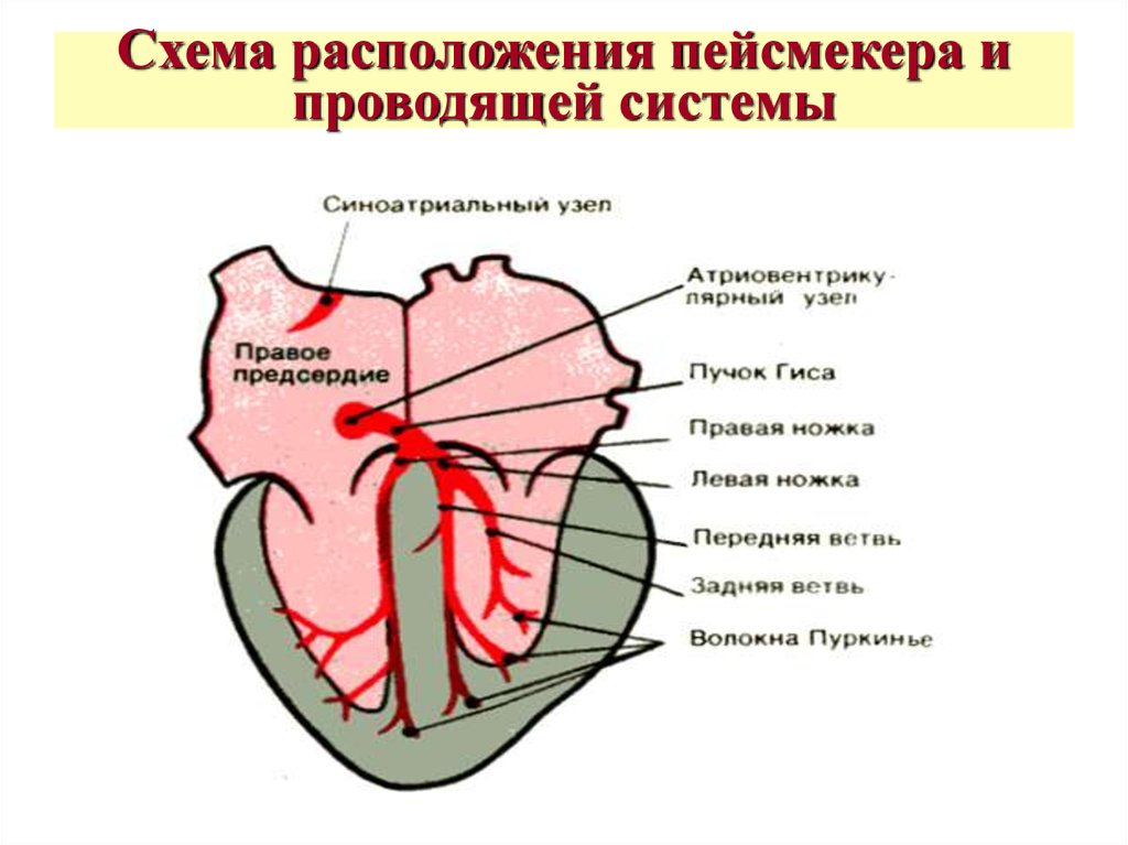 Местоположение проводящий. Проводящая система сердца пейсмейкеры. Клетка-пейсмейкер проводящей системы сердца. Пейсмейкер это физиология сердца. Проводящая система сердца схема водители ритма.