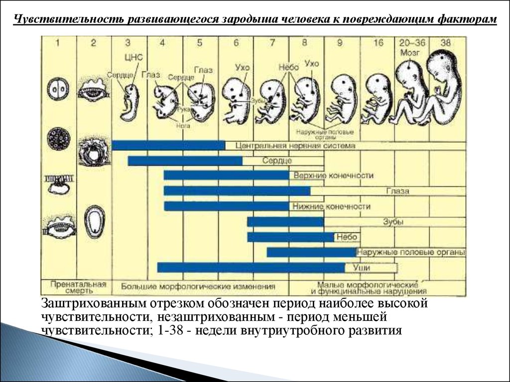 Периоды онтогенеза схема