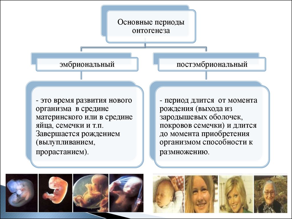 Презентация онтогенез репродуктивное здоровье человека