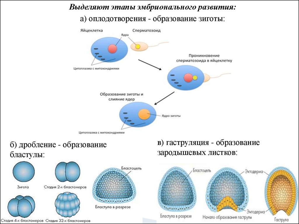 Гены онтогенеза. Схема образования зиготы. Этапы эмбрионального развития зигота. Этапы онтогенеза дробление. Эмбриональный период развития схема.