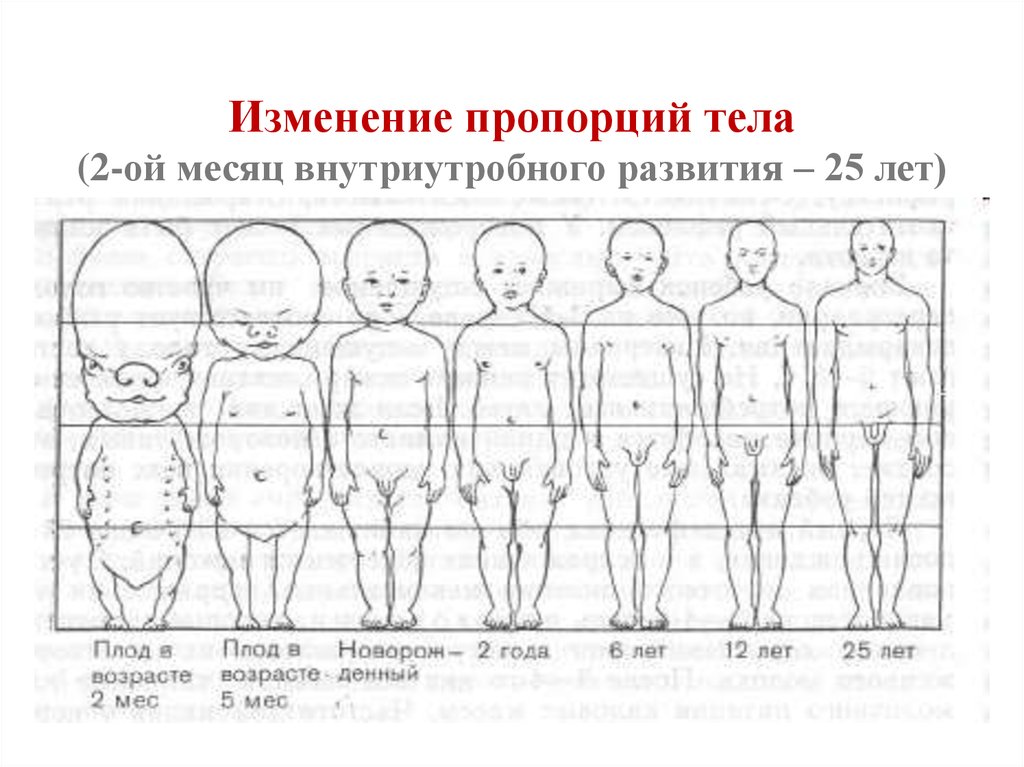 Изменение мужчины по возрасту. Таблица пропорций тела ребенка. Пропорции тела младенца в 1 год. Пропорции тела 2 месячного ребенка. Пропорции тела ребенка до года по месяцам.
