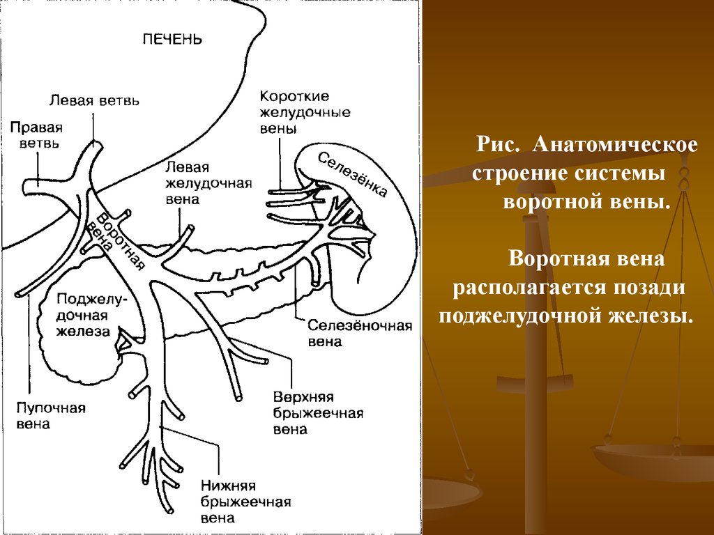 Вены печени. Система воротной вены печени. Воротная система печени анатомия. Система воротной вены схема. Система портальной вены печени анатомия.