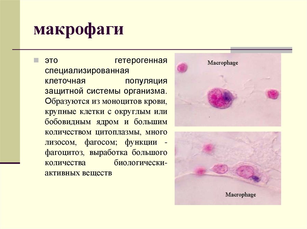 Макрофаги в тканях. Тканевой Макрофаг характеристика. Макрофаги функции гистология. Фагоциты функция клетки. Функции моноцитов макрофагов.