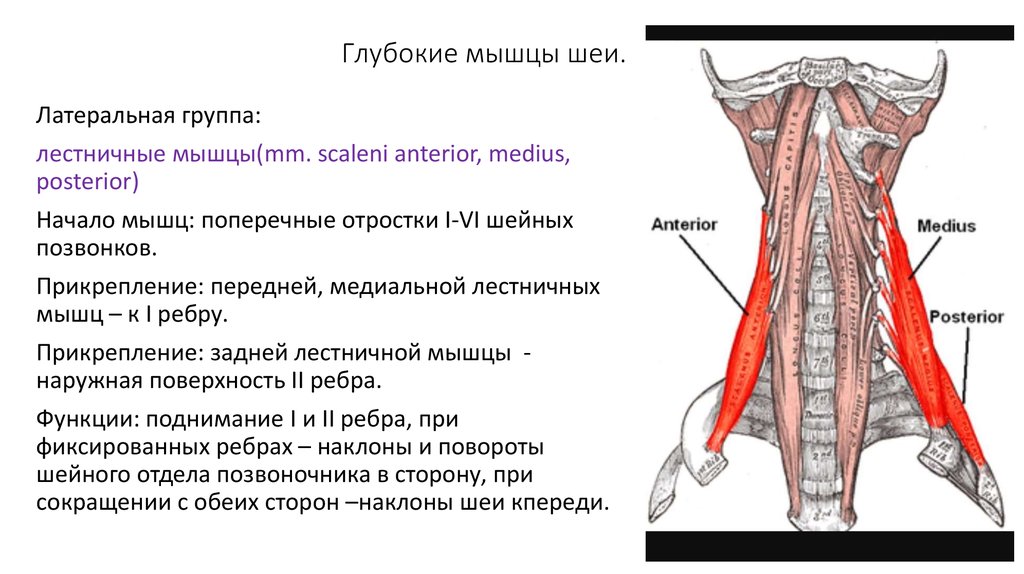 Где находится лестничная мышца у человека картинки