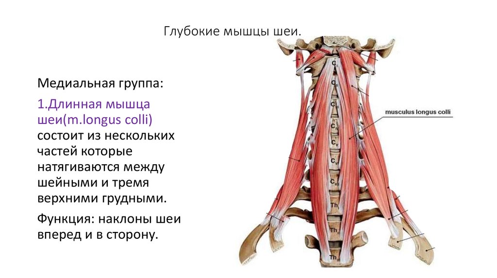 Глубокие мышцы шеи.