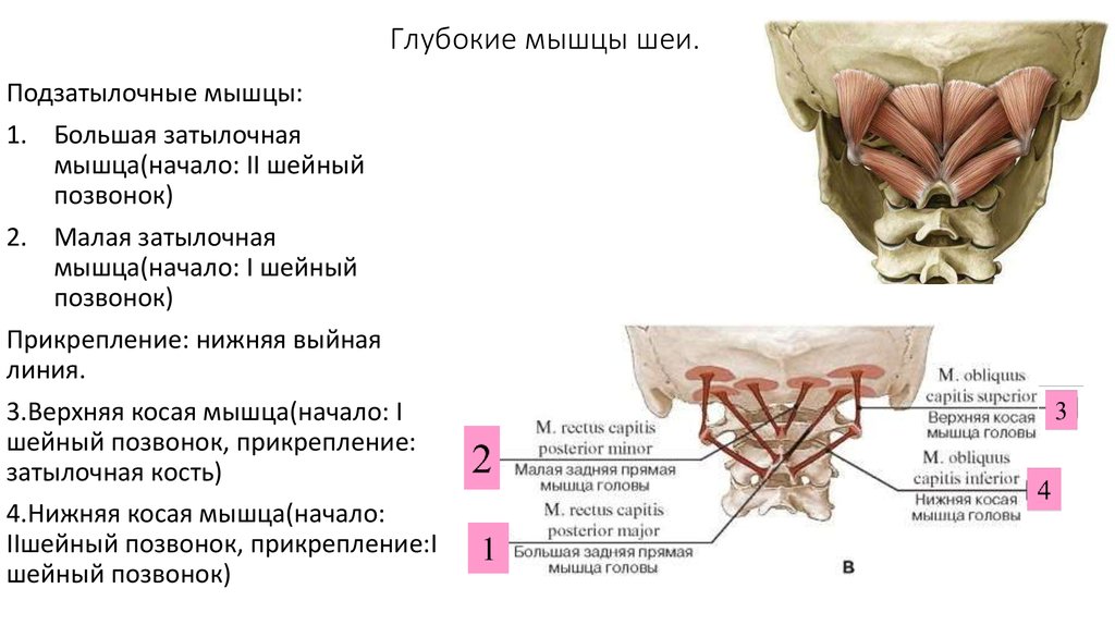 Мышцы головы сзади анатомия