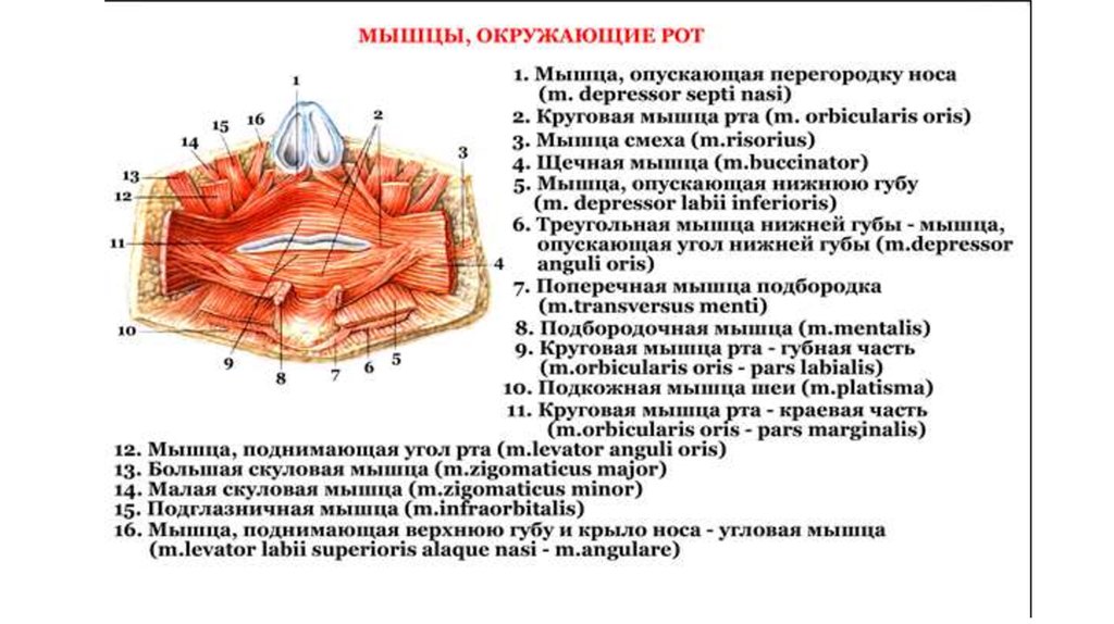 Строение губ человека анатомия рисунок с подписями