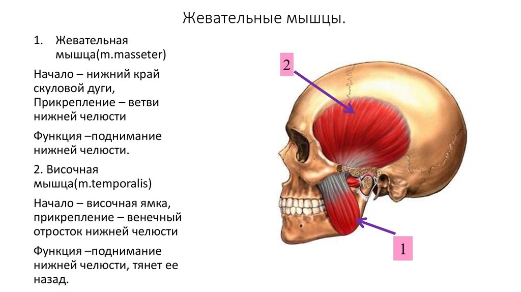 Жевательная мышца фото ботокс