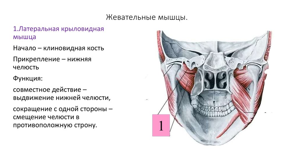 Крыловидная мышца челюсти фото