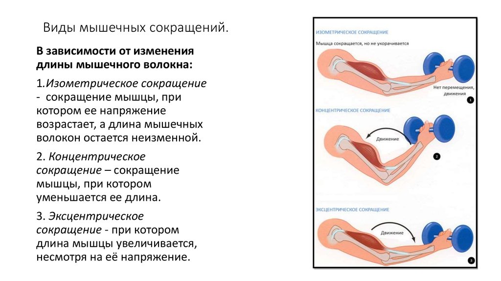 Моторная единица мышцы это