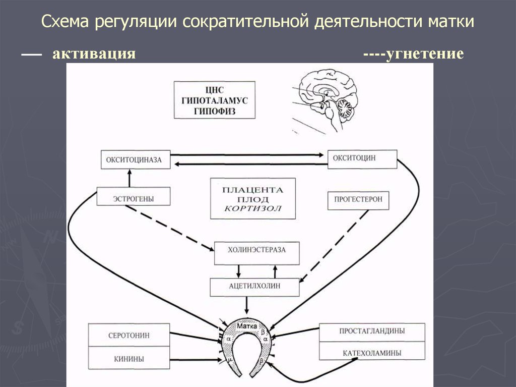 Регуляция развития. Схема развития родовой деятельности. Регуляция сократительной деятельности матки. Схема регуляции сократительной деятельности матки. Регуляция родовой деятельности.