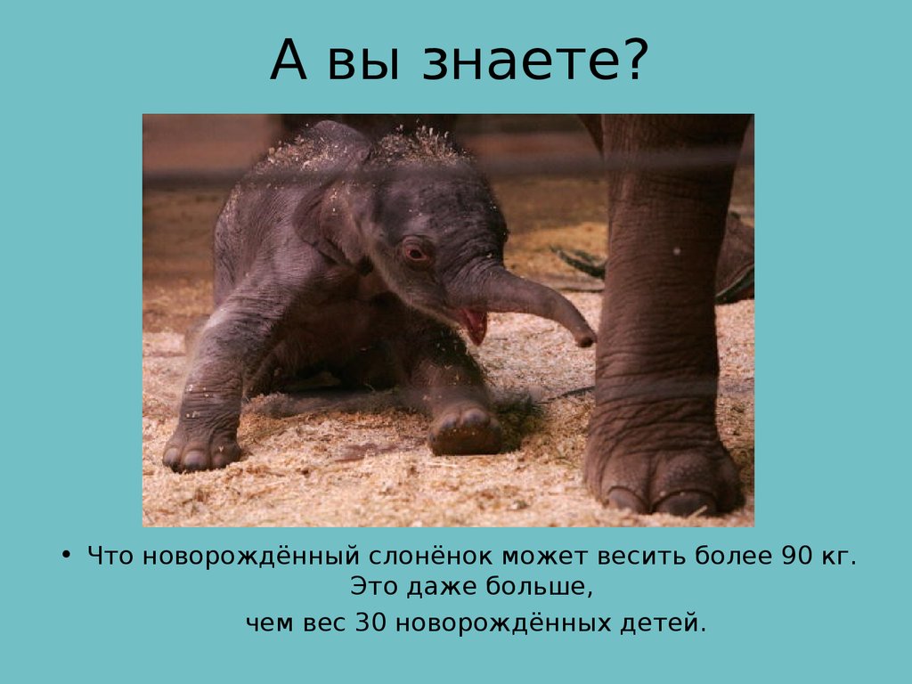 Слон сколько кг. Вес новорожденного слоненка. Новорождённый слонёнок весит. Сколько весит новорожденный Слоненок.