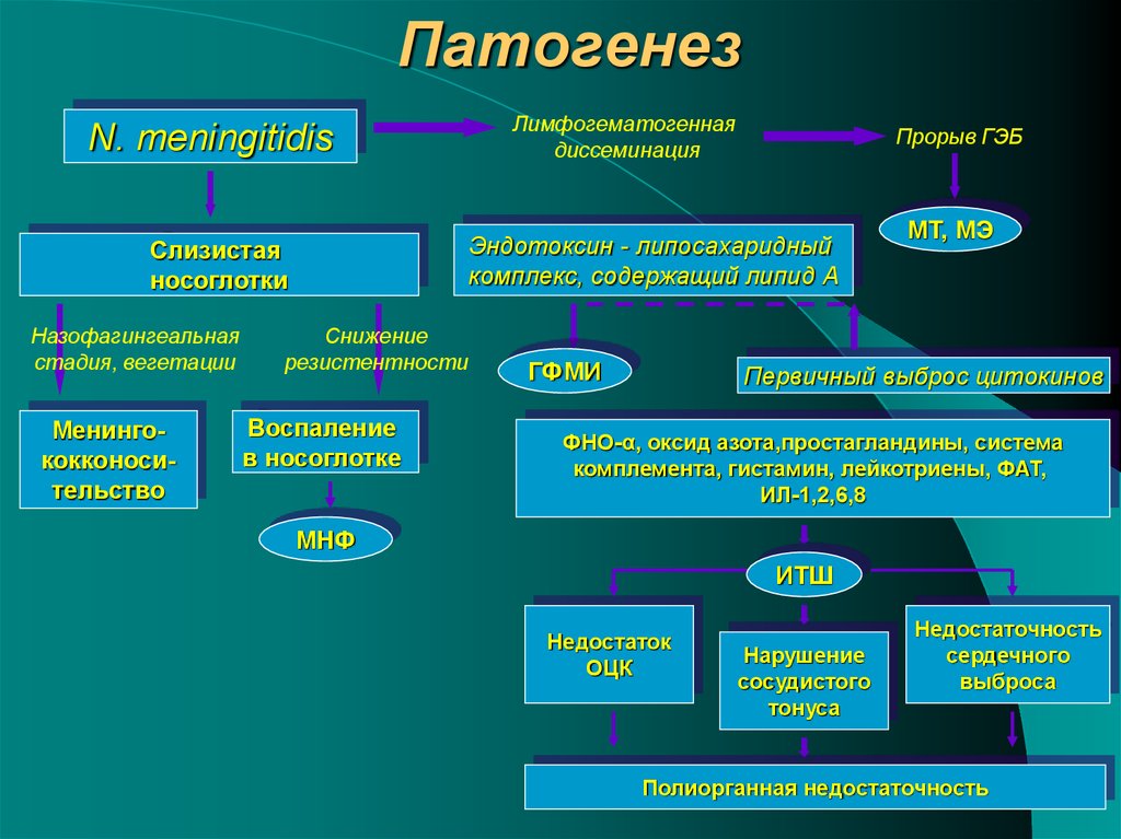 Менингококковая инфекция схема