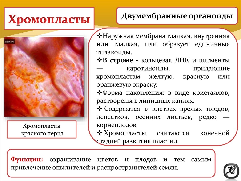 Хромопласты содержат пигмент. Хромопласты строение и функции. Функция хромопластов в растительной клетке. Пигменты хромопластов. Хромопласты строение.