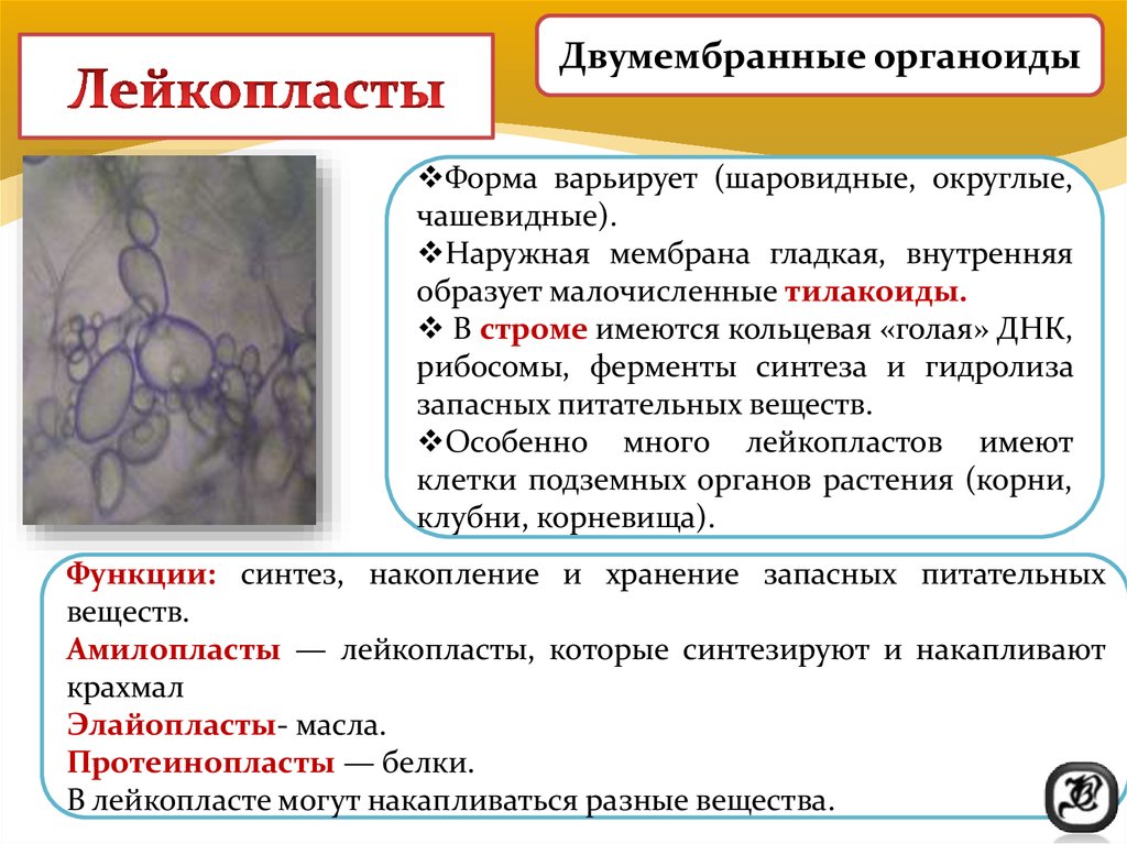 Лейкопласты в растительной клетке