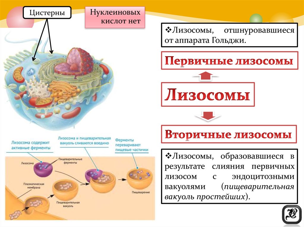 Лизосома мембранный органоид
