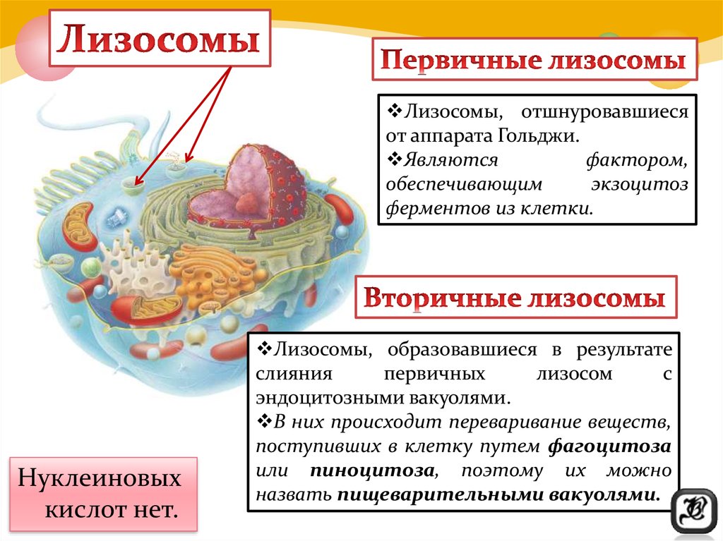 Строение органоида лизосомы